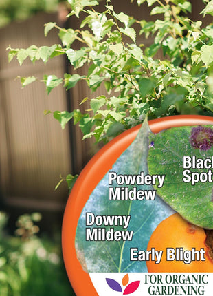 Bonide Captain Jack's Copper Fungicide, 32 oz Ready-to-Use Spray for Organic Gardening, Controls Common Diseases