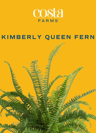Costa Farms Kimberly Queen Fern Live Plant in Plastic Pot, Large Indoor & Outdoor Houseplant, Perfect for Home, Room, or Office Decor, Great House Warming or Birthday Gift, 2-3 Feet Tall