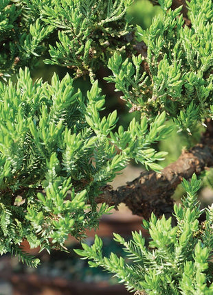Brussel's Bonsai - Live Green Mound Juniper Bonsai Tree, Outdoor Bonsai Tree Live Plant in Decorative Container, 3 Years Old, 4-6 Inches Tall, Easy Care Bonsai for Patio Garden Décor (Small, Green)