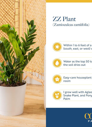 Costa Farms ZZ Live Plant in Plastic Pot, Easy to Maintain, Air Purifying Indoor Houseplant, Perfect for Home, Room, or Office Decor, Great House Warming or Birthday Gift, 12-20 Inches Tall