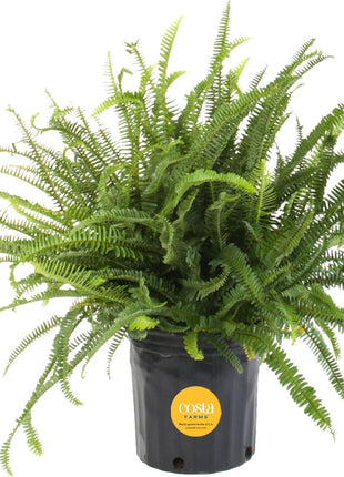 Costa Farms Kimberly Queen Fern Live Plant in Plastic Pot, Large Indoor & Outdoor Houseplant, Perfect for Home, Room, or Office Decor, Great House Warming or Birthday Gift, 2-3 Feet Tall