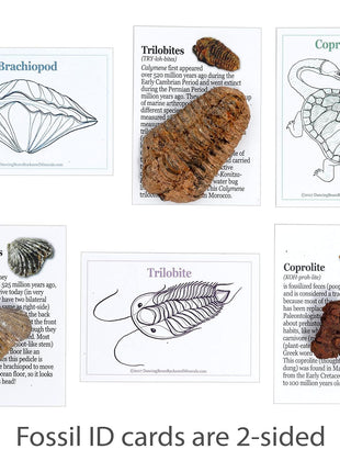 DANCING BEAR Fossil Collection Kit (12 pc Set) Real Shark Teeth, Dinosaur Bone, Coprolite (Poop!), Fossil ID Book, STEM Science Set