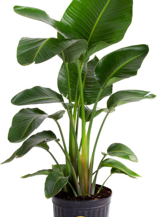 Costa Farms White Bird of Paradise Live Plant in Plastic Pot, Large Indoor Houseplant, Perfect for Home, Room, or Office Decor, Great House Warming or Birthday Gift, 2-3 Feet Tall