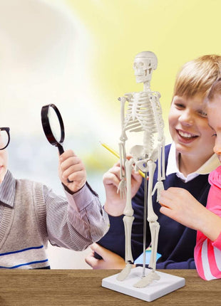 breesky Human Skeleton Model for Anatomy: 17" Human Skeleton Model with Movable Arms and Legs - Scientific Model for Study and Display
