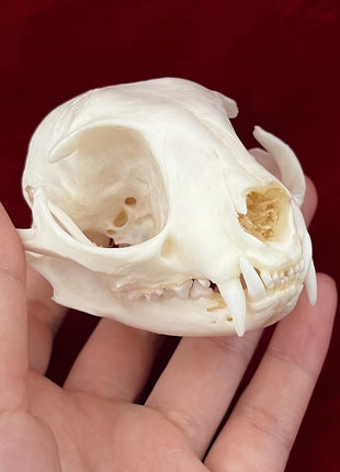 CLLOEAT Taxidermy Real Animals Skulls, Real Bones Specimen, Taxidermy Supplies for Science Education, Special Gift (Turtle Skull)
