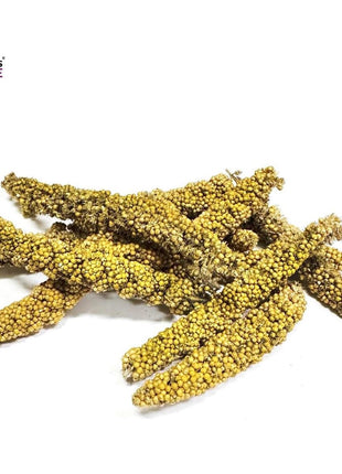 Birds LOVE Millet Tips & Tails for Birds - Parakeets, Cockatiels, Lovebirds, Finches, Budgies, Canaries, Cockatoos - Natural & Healthy Millet for Birds - Parakeet Food & Treats for All Parrots, 1lb