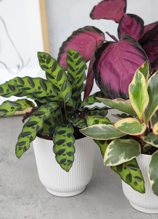 Pet Friendly House Plant Decor 3-Pack, Dog & Cat Safe Plants in 4 inch White Pots for Home & Office, Grower's Choice Live Houseplants, Approx. 9 inch Tall, Peperomia, Calathea & More by Plants for Pets
