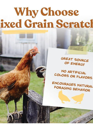 Manna Pro Ultimate Chicken Scratch Feed, Nutrient-Rich Scratch Grain Treat for Chickens and Poultry, Natural Multigrain Blend for Backyard Flocks and Laying Hens, Made in USA, 10 lb Bag