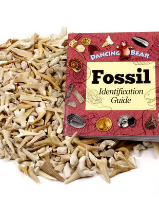 SHARK TEETH Fossils (1 Pound) Bulk Wholesale, Grade A & B Mix Genuine Moroccan, 50-60 Million Years old (Paleocene Period), Real Authentic Shark Tooth Collection, and Fossil Book & ID Card