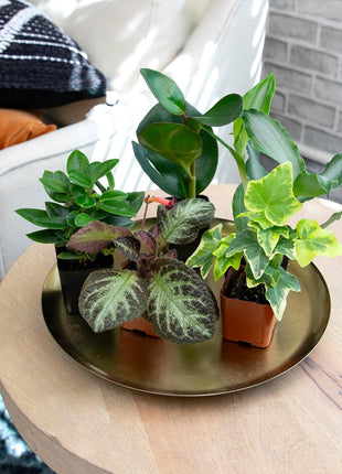 Altman Plants Live Houseplants (12PK), Indoor Plants for Delivery Prime, Live Plants and Gardening Gifts for Plant Lovers, Planters for Indoor Plants with Potting Soil, Live House Plants Indoors Live