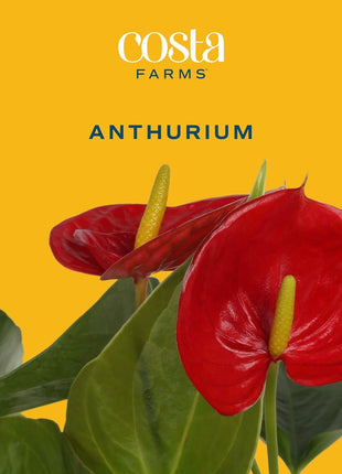 Costa Farms Anthurium, Flamingo Flower Live Plant in Decorative Pot, Air Purifying Flowering Indoor Houseplant, Home, Room, or Office Decor, House Warming or Birthday Gift, 10-14 Inches Tall