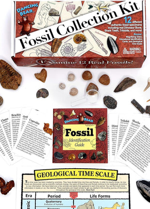 DANCING BEAR Fossil Collection Kit (12 pc Set) Real Shark Teeth, Dinosaur Bone, Coprolite (Poop!), Fossil ID Book, STEM Science Set