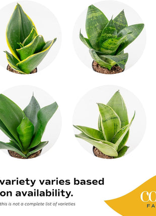 Costa Farms Snake Plant, Live Plants in Plastic Pots, Easy to Maintain, Air Purifying Indoor Succulent Houseplants, Assorted Variety, Home, Room, or Office Decor, Pack of 3, 8-12 Inches Tall