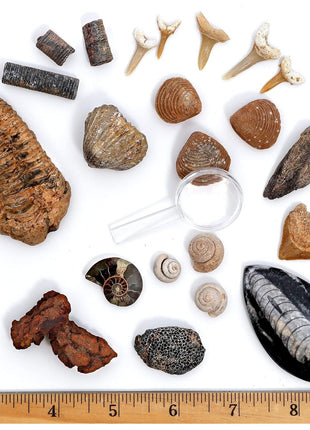 DANCING BEAR Fossil Collection Kit (12 pc Set) Real Shark Teeth, Dinosaur Bone, Coprolite (Poop!), Fossil ID Book, STEM Science Set