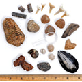 DANCING BEAR Fossil Collection Kit (12 pc Set) Real Shark Teeth, Dinosaur Bone, Coprolite (Poop!), Fossil ID Book, STEM Science Set