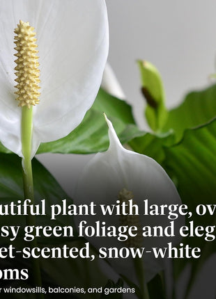American Plant Exchange Peace Lily, Live Spathiphyllum Plant, Indoor Flowering Houseplant, 4-Inch Pot, Deco Cover, Easy Care, Low Light, Perfect for Housewarming, Sympathy, or Party Gift
