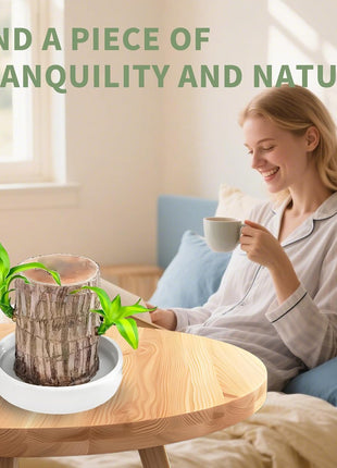 Brazilian Lucky Tree Plants, Bamboo and Trays, Small Plant desks, Good Luck Offices, Kitchens, Living Rooms, Home Decorations, Brazilian Lucky Tree