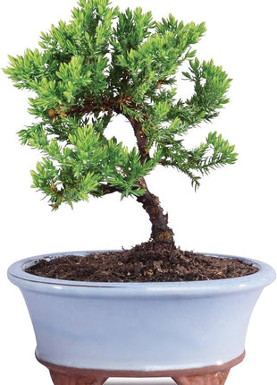 Brussel's Bonsai - Live Green Mound Juniper Bonsai Tree, Outdoor Bonsai Tree Live Plant in Decorative Container, 3 Years Old, 4-6 Inches Tall, Easy Care Bonsai for Patio Garden Décor (Small, Green)