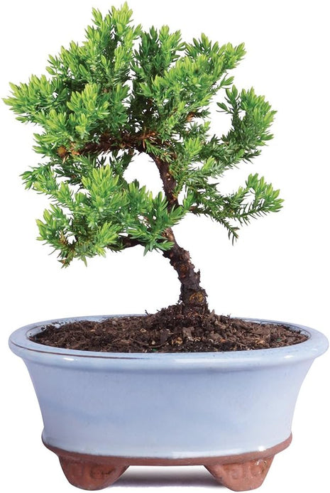 Brussel's Bonsai - Live Green Mound Juniper Bonsai Tree, Outdoor Bonsai Tree Live Plant in Decorative Container, 3 Years Old, 4-6 Inches Tall, Easy Care Bonsai for Patio Garden Décor (Small, Green)