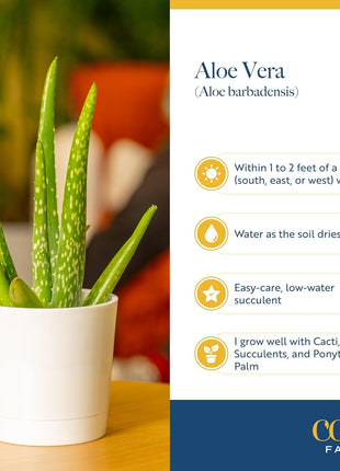 Costa Farms Aloe Vera Live Plant in Decorative Pot, Easy to Maintain, Air Purifying Succulent Indoor Houseplant, Home, Room, or Office Decor, House Warming or Birthday Gift, 12-18 Inches Tall