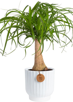 Costa Farms Ponytail Palm Live Plant in Decorative Pot, Easy to Maintain Indoor Houseplant, Perfect for Home, Room, or Office Decor, Great House Warming or Birthday Gift, 12-22 Inches Tall