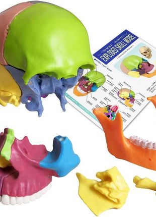 New Anatomy Skull Model 15 Parts Human Anatomy Exploded Skull Detachable Palm-Sized Mini Human Color Medical Skull Model,Medical Dental Clinic Teaching Equipment,Learning with Color Study Manual