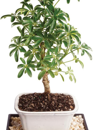 Brussel's Bonsai Live Hawaiian Umbrella Bonsai Tree - Small, 3 Year, 4 to 7 Inches Tall - Indoor Bonsai Tree with Bonsai Pot and Bonsai Tray
