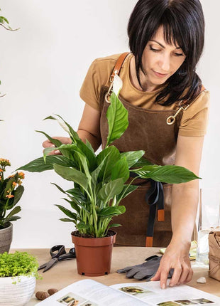 American Plant Exchange Peace Lily, Live Spathiphyllum Plant, Indoor Flowering Houseplant, 4-Inch Pot, Deco Cover, Easy Care, Low Light, Perfect for Housewarming, Sympathy, or Party Gift