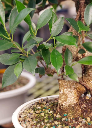 Brussel's Bonsai Live Golden Gate Ficus Indoor Bonsai Tree - Small, 4 Years Old, 5 to 8 In - Live Bonsai Tree in Ceramic Bonsai Pot with Humidity Tray