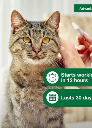 Advantage II Large Cat Vet-Recommended Flea Treatment & Prevention | Cats Over 9 lbs. | 6-Month Supply