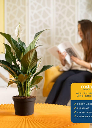 Costa Farms Peace Lily, Live Indoor Plant with Flowers, Air Purifying Houseplant in Nursery Planter Pot, Potting Soil, Thinking of You Gift, Plants Room Decor, 1 Foot Tall
