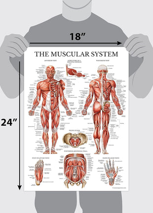 Palace Learning Muscular & Skeletal System Anatomical Poster Set - LAMINATED 2 Chart Set - Human Skeleton & Muscle Anatomy - (18 inch x 24 inch)