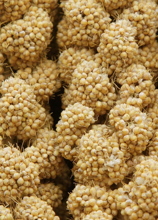 Jmxu's Spray Millet Treat for Birds Parakeets, Natural Sun-Dried Birds Millet for Cockatiel, Budgie, Finches, Parrots, Hamster
