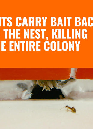 Terro, Ant Killer Bait Stations T300B - Liquid Bait to Eliminate Ants - Bait System - Stations for Effective Indoor Ant Control, 12 Count | Borax Formula, Kills the Queen & the Entire Colony, Liquid Ant Baits Indoor, Kills Household Ants, Indoor Use