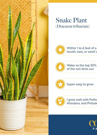 Costa Farms Snake Plant, Live Plants in Plastic Pots, Easy to Maintain, Air Purifying Indoor Succulent Houseplants, Assorted Variety, Home, Room, or Office Decor, Pack of 3, 8-12 Inches Tall