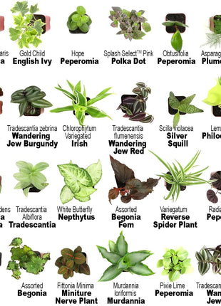 Altman Plants Live Houseplants (12PK), Indoor Plants for Delivery Prime, Live Plants and Gardening Gifts for Plant Lovers, Planters for Indoor Plants with Potting Soil, Live House Plants Indoors Live