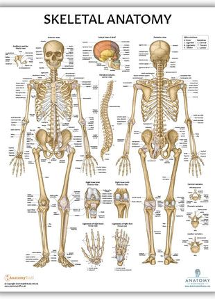 Anatomy Lab Muscular and Skeletal Anatomy Poster Set -2 PACK LAMINATED, Anatomy and Physiology Poster, 17.3 x 22.5 Inches, Muscles Diagram, Human Anatomy Poster