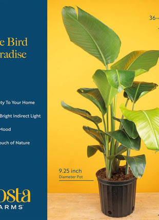Costa Farms White Bird of Paradise Live Plant in Plastic Pot, Large Indoor Houseplant, Perfect for Home, Room, or Office Decor, Great House Warming or Birthday Gift, 2-3 Feet Tall
