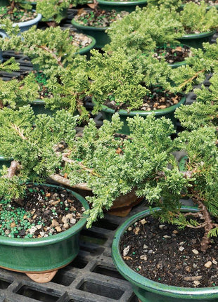 Brussel's Bonsai - Live Green Mound Juniper Bonsai Tree, Outdoor Bonsai Tree Live Plant in Decorative Container, 3 Years Old, 4-6 Inches Tall, Easy Care Bonsai for Patio Garden Décor (Small, Green)