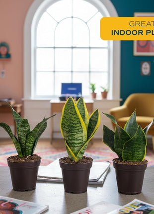 Costa Farms Snake Plant, Live Plants in Plastic Pots, Easy to Maintain, Air Purifying Indoor Succulent Houseplants, Assorted Variety, Home, Room, or Office Decor, Pack of 3, 8-12 Inches Tall