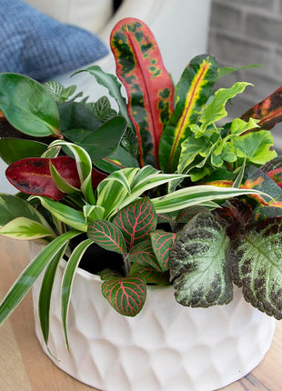 Altman Plants Live Houseplants (12PK), Indoor Plants for Delivery Prime, Live Plants and Gardening Gifts for Plant Lovers, Planters for Indoor Plants with Potting Soil, Live House Plants Indoors Live