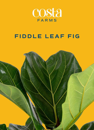 Costa Farms Fiddle Leaf Fig Tree, Ficus Lyrata Live Indoor Plant Potted in Indoor Garden Plant Pot, Potting Soil, Floor Houseplant Gift for Housewarming, Tropical Home or Room Decor, 3-4 Feet Tall