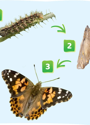 Insect Lore Raise and Release Butterfly Garden Kit – Caterpillar Habitat with redeemable Voucher – STEM-accredited Butterfly Growing Kit for Kids, Classrooms, and Homeschool Learning