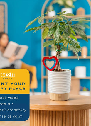 Costa Farms Money Tree Live Plant in Decorative Pot, Easy to Maintain, Air Purifying Braided Indoor Houseplant, Home, Room, or Office Decor, House Warming or Birthday Gift, 12-16 Inches Tall