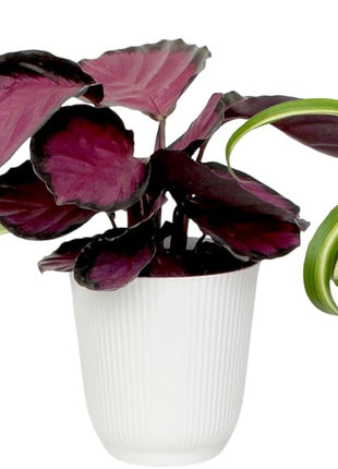 Pet Friendly House Plant Decor 3-Pack, Dog & Cat Safe Plants in 4 inch White Pots for Home & Office, Grower's Choice Live Houseplants, Approx. 9 inch Tall, Peperomia, Calathea & More by Plants for Pets