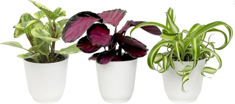 Pet Friendly House Plant Decor 3-Pack, Dog & Cat Safe Plants in 4 inch White Pots for Home & Office, Grower's Choice Live Houseplants, Approx. 9 inch Tall, Peperomia, Calathea & More by Plants for Pets
