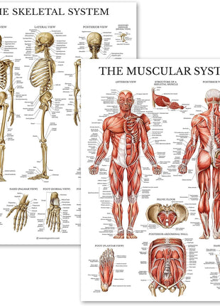 Palace Learning Muscular & Skeletal System Anatomical Poster Set - LAMINATED 2 Chart Set - Human Skeleton & Muscle Anatomy - (18 inch x 24 inch)