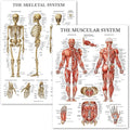 Palace Learning Muscular & Skeletal System Anatomical Poster Set - LAMINATED 2 Chart Set - Human Skeleton & Muscle Anatomy - (18 inch x 24 inch)