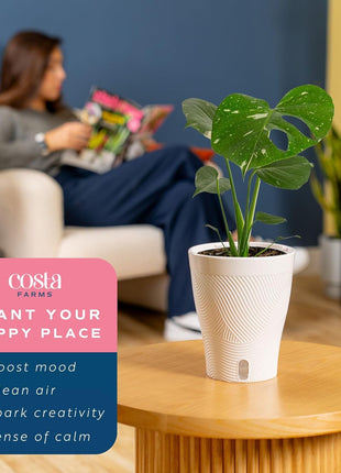 Costa Farms Thai Constellation, Variegated Monstera Live Plant in Self Watering Pot, Indoor Houseplant, Home, Room, or Office Decor, House Warming or Birthday Gift, 12-18 Inches Tall
