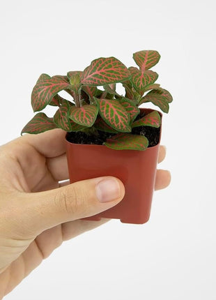 Altman Plants Live Houseplants (12PK), Indoor Plants for Delivery Prime, Live Plants and Gardening Gifts for Plant Lovers, Planters for Indoor Plants with Potting Soil, Live House Plants Indoors Live